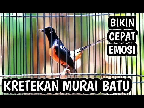 Download MP3 KRETEKAN MURAI BATU MEMANCING EMOSI, BIKIN LAWAN CEPAT GACOR EMOSI