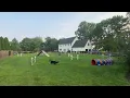 Agility 1 Kirby - Week 199 80x60