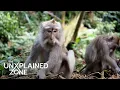 Humans with Rh-Negative Blood Evolved from Aliens S11 Ancient Aliens The UnXplained Zone