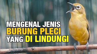 Download MENGENAL JENIS BURUNG PLECI YANG DI LINDUNGI MP3