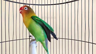 Download Lovebird koek memanggil lawan di iringi ngekek mantap untuk menaikkan emosi lobet lain MP3