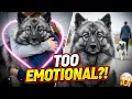 Why Keeshonds Are the MOST Emotional Dogs in the World