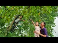 Lagu The joy of wife and daughter - The surprise at the end of the day / Harvesting star fruit to sell.