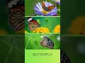 Download Lagu Butterfly #butterfly #kidsvideo