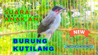 suara anak burung kutilang memanggil indukan suara bisa djadikan pikat