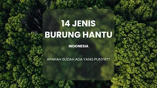 Download 14 JENIS BURUNG HANTU DI INDONESIA ♪ SUARA BURUNG HANTU MP3