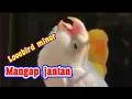Masteran lovebird minor mangap jantan