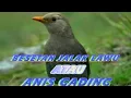 Download Lagu SUARA BURUNG JALAK LAWU/ ANIS GADING