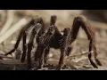 Thousands of tarantulas to crawl out of hiding spots in Texas this fall