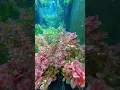 Download Lagu looking like Heaven ❤❤#trending #cover #ai #viral #shortsfeed #short