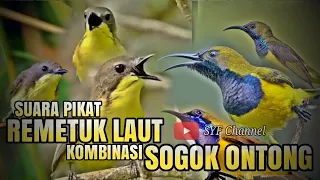 suara pikat remetuk laut kombinasi sogon ribut 