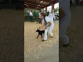 Dairy goat show Chillicothe OH