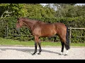Download Lagu Sundance: TOULON x UNIQUE II DRUM VH JUXSCHOT - 2018 gelding