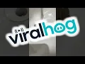 Download Lagu Frog Hops From Sink to Face || ViralHog