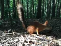 Squirrel GIF