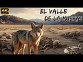 Download Lagu EL VALLE DE LA MUERTE: Fauna Que Desafía Y Sobrevive En El Desierto Mas LETAL y MORTAL Del Planeta
