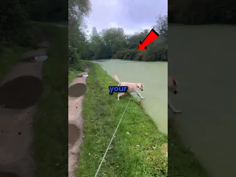Never Let Your Dog See Water 😂 #shorts
