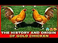 Lagu The history and characteristics of gold chicken.