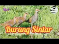 Download Lagu Mp3 Suara pikat burung Sintar durasi panjang dan suara jernih di jamin joss
