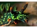 Bizarre pictures show world s first two-headed hermaphrodite sea slug