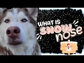 What is Snow Nose
