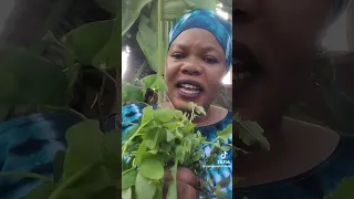 kadodi lumasaba new 2025 kuushu dj hassan pro mbale 