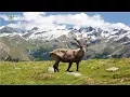 Download National Geographic - Italian Wildlife - New Documentary HD 2018 mp4 3gp mp3 videos - waplic
