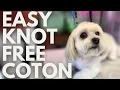 Coton De Tulear Short Haircut For Easy Maintenance