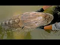Catching a Real River Monster
