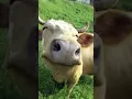 Lembu dah beli dah belah 🤬