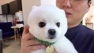 Animals That Asked People for Help & Kindness | Love Animals Hub P28