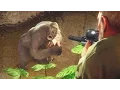 HARAMBE The True Story - SFM Animation