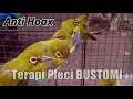 Download Lagu Terapi Pleci Bustomi Bikin Gacor ngriwik Bukpar!!!