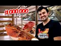 Million Dollar Bearded Dragon Facility