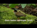 Download Lagu Black-headed Nightengale Thrush