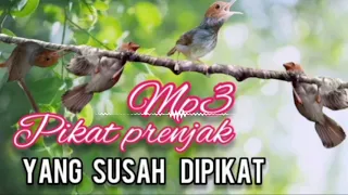 mp3 prenjak kepala merah yang susah dipikat