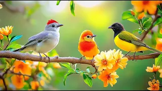 Stress LESS Work MORE Birdsong Piano For Mental Clarity 