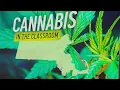 More Mass students considering careers in cannabis More accessible everywhere