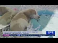 NY lawmakers ASPCA try to tighten leash on puppy mill pipeline