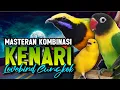 Download Lagu Kenari vs Lovebird vs Cucak Cungkok Buat Masteran Murai Batu biar Full Isian