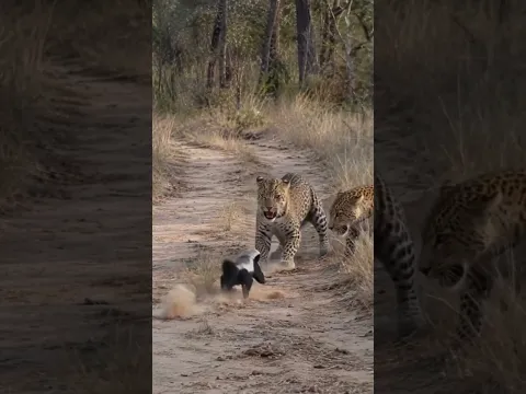 This is the world's most fearless animal 😲 DiD u know about this #animals #shorts #viral