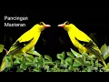 Download Lagu Cocok untuk Pancingan ,  Suara Kepodang Emas Bersahutan