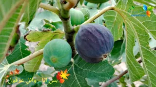 بس انا   وائل عزقول دندنها