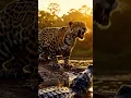 Lagu Jaguar – Shadow of the Amazon #Jaguar #AmazonRainforest #WildlifeReels