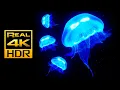 Download Lagu Verbazingwekkende kwallen aquarium in 4K HDR. Anti-stressmuziek, ontspannen en meditatie.