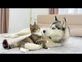 Lagu Husky Thought He Was Boss… Then This Kitten Appeared!!