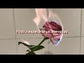 Enjambre - Cobarde (Letra)