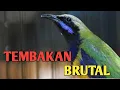 Download Lagu TEMBAKAN BRUTAL CUCAK CUNGKOK TERBAIK