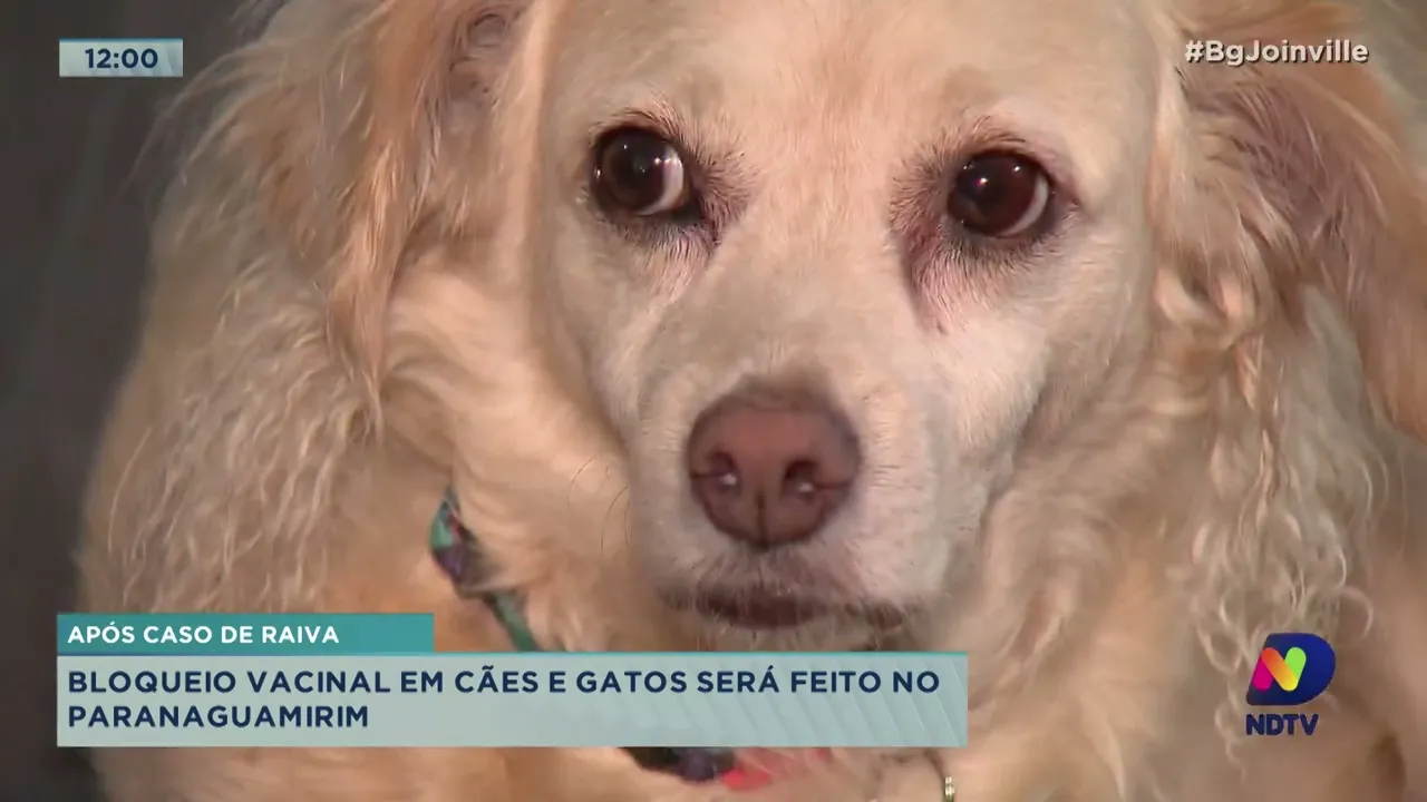 Após caso de raiva: bloqueio vacinal em cães e gatos será feito no Paranaguamirim