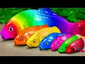 Download Lagu Menemukan ikan hias, belut, Ikan lele pelangi, telur berwarna-warni - Stop Motion Funny ASMR
